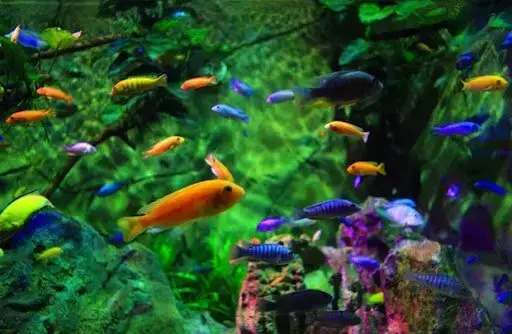 shop Cá Cảnh uy tín đảm bảo chất lượng